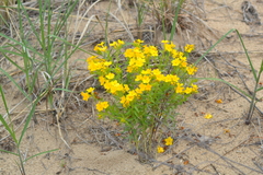 Lithospermum caroliniense croceum