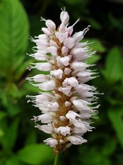 Bistorta officinalis