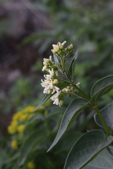 Vincetoxicum hirundinaria