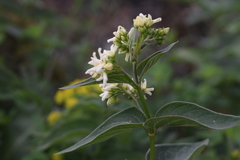 Vincetoxicum hirundinaria