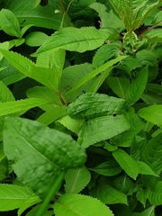 Bistorta officinalis