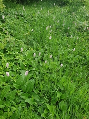 Bistorta officinalis