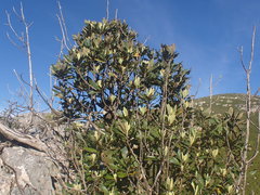 Brachylaena glabra