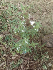 Leucas sexdentata
