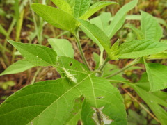 Oecanthus quadripunctatus