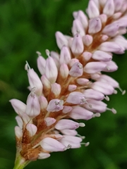 Bistorta officinalis