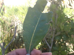 Brachylaena glabra