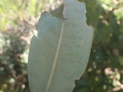 Brachylaena glabra