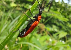 Pyrochroa coccinea