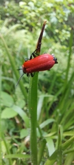 Pyrochroa coccinea
