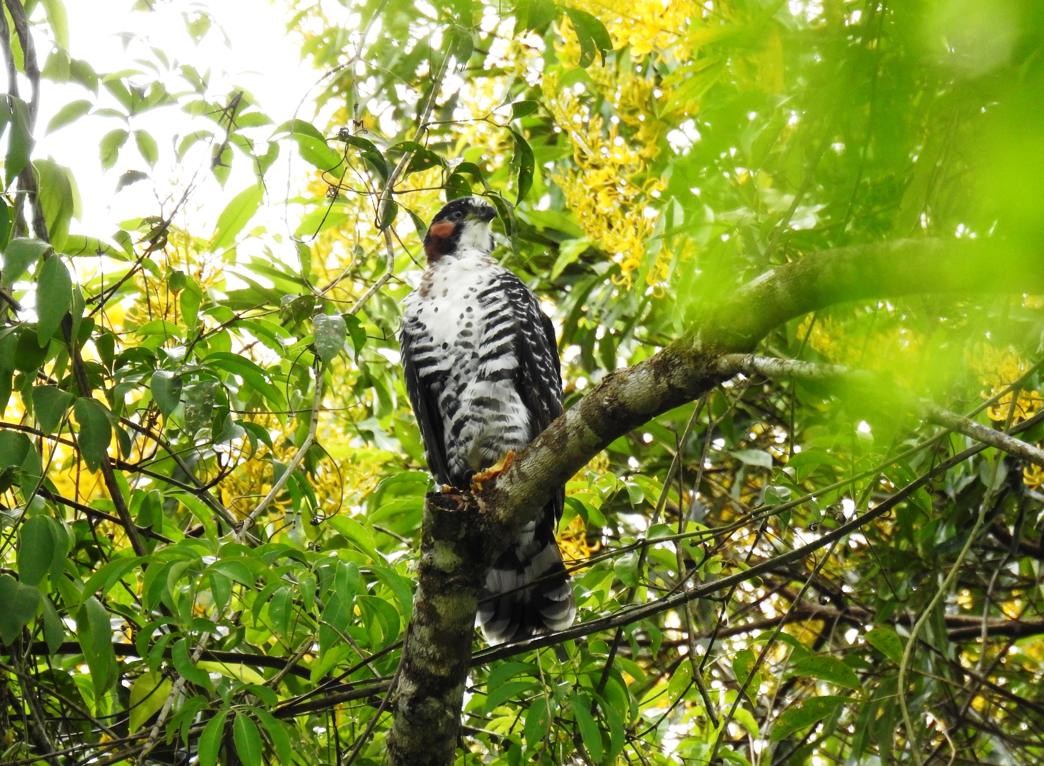 Grey-bellied Hawk (Accipiter poliogaster), photo 3
