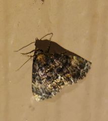 Metalectra richardsi