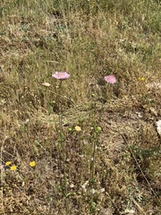 Knautia integrifolia
