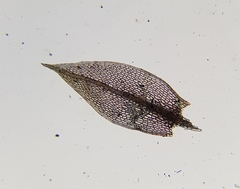 Ptychostomum pallens