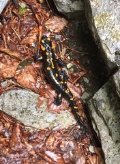 Salamandra