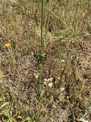 Knautia integrifolia