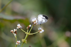 Udara akasa