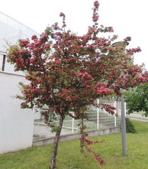 Crataegus × media