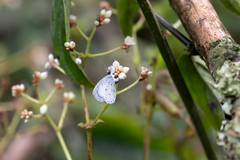 Udara akasa