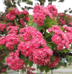 Crataegus × media
