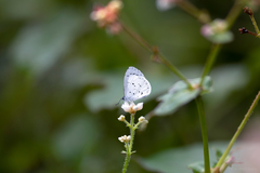 Udara akasa