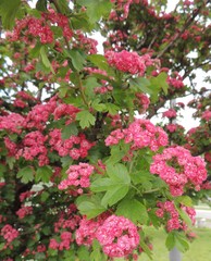 Crataegus × media