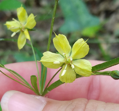 Lysimachia lanceolata
