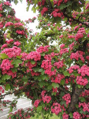 Crataegus × media