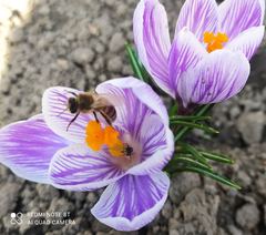 Apis mellifera