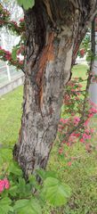 Crataegus × media