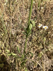 Knautia integrifolia