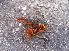 Vespa simillima xanthoptera