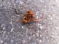 Vespa simillima xanthoptera