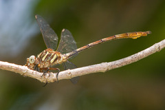 Aphylla angustifolia