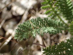 Achillea odorata