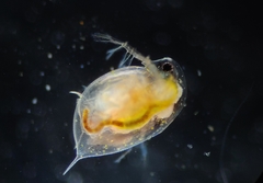 Daphnia curvirostris