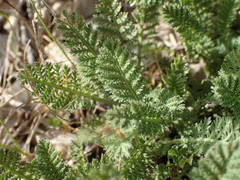 Achillea odorata