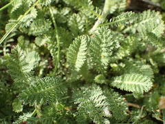 Achillea odorata