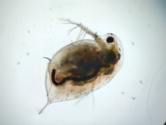 Daphnia curvirostris