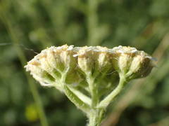 Achillea odorata