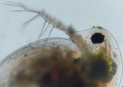 Daphnia curvirostris