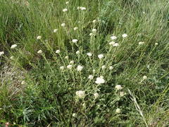Achillea odorata