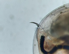 Daphnia curvirostris