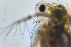 Daphnia curvirostris