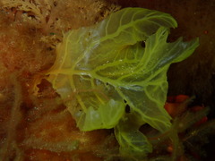 Phycodrys rubens