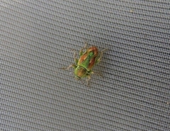Coniatus tamarisci