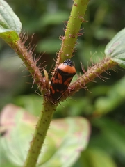 Cosmoscarta dimidiata
