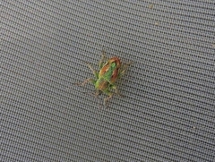 Coniatus tamarisci