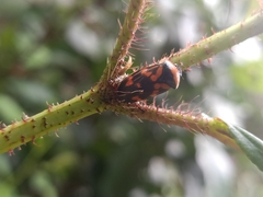 Cosmoscarta dimidiata