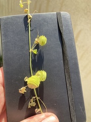 Medicago orbicularis